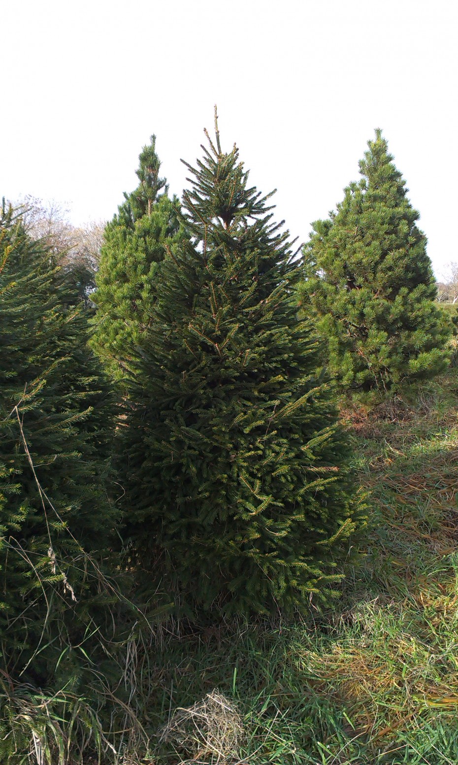 Pick your own Christmas Tree at Meadow Lane Farm