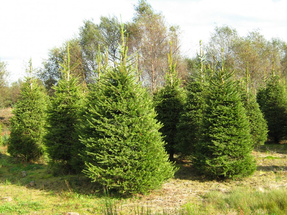 Pick your own Christmas Tree at Meadow Lane Farm