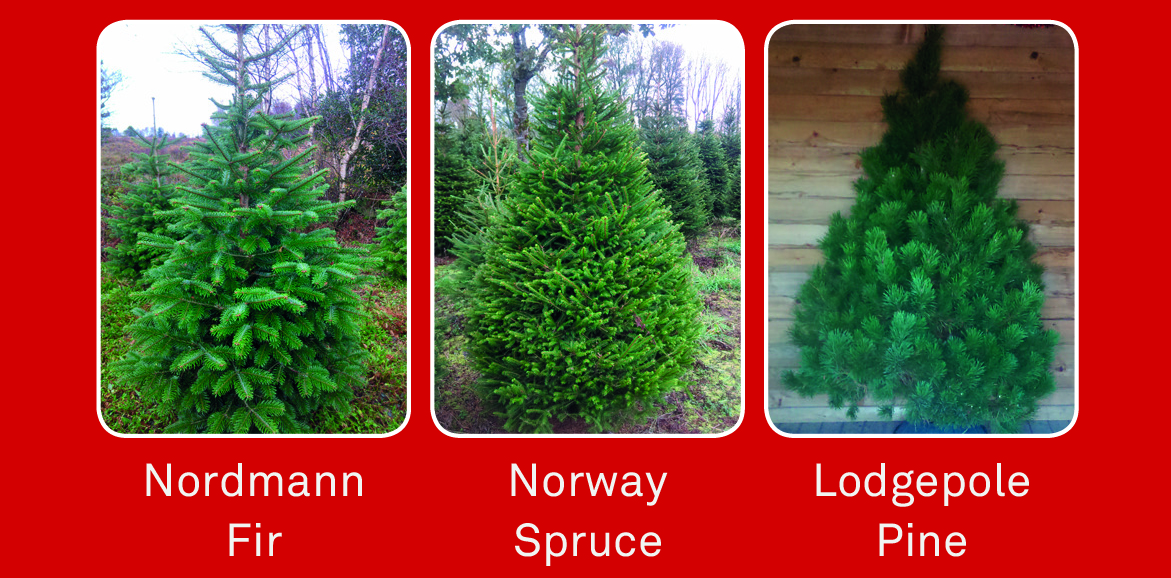 A Norway Spruce Tree