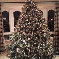 Clohertys tree