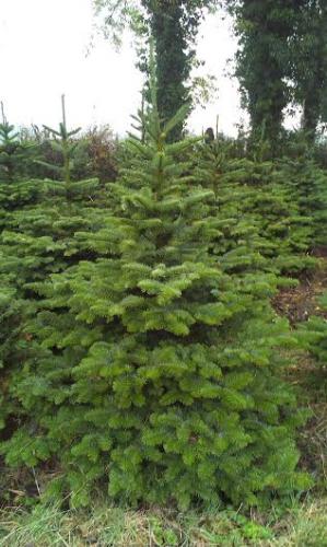 A-noble-fir-tree4