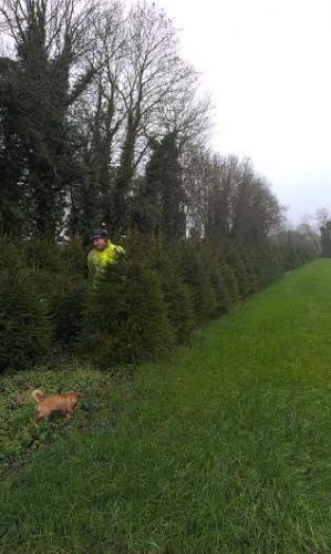 New-crop-of-norway-spruce4