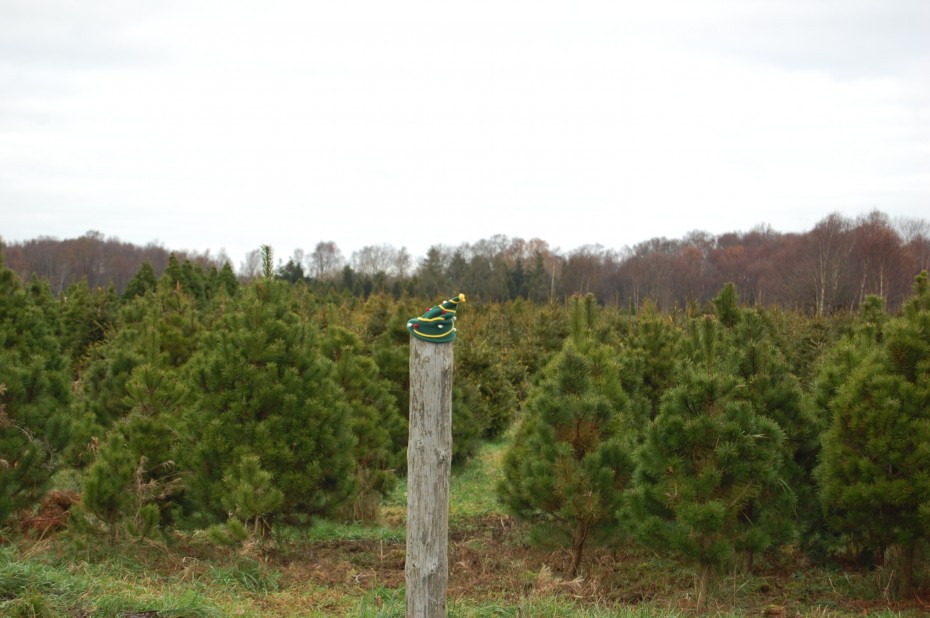 Pick your own Christmas Tree at Meadow Lane Farm