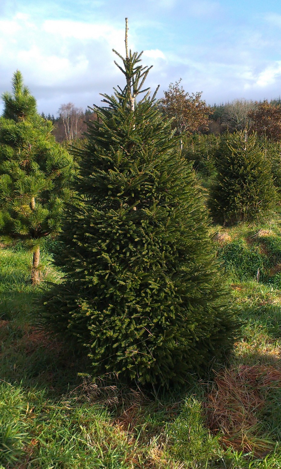 Pick your own Christmas Tree at Meadow Lane Farm