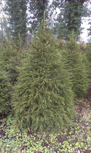 A Norway Spruce Tree