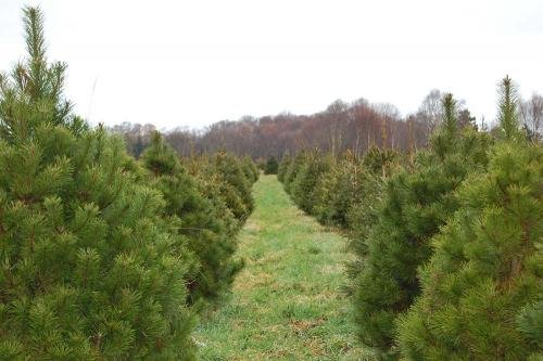 Meadow Lane Christmas Tree Far