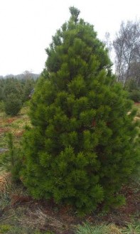 A-lodgepole-pine-tree4-e1445777468750