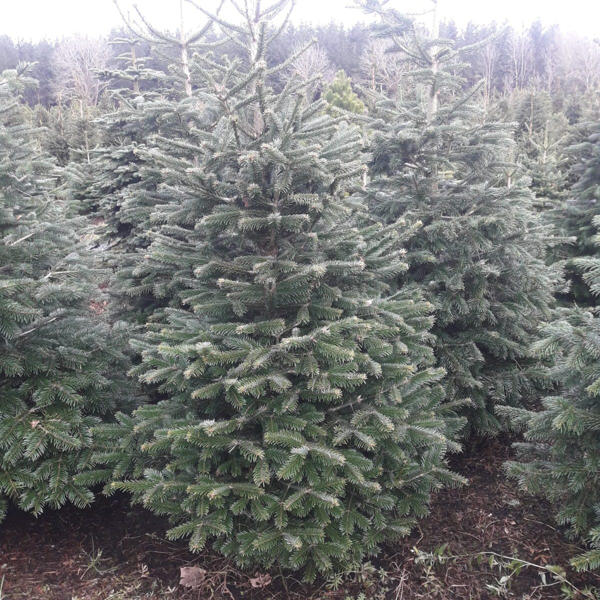 Nordmann Fir