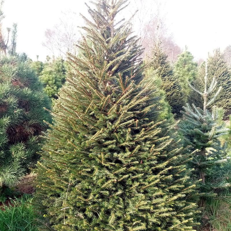 Norway Spruce Tree