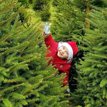 norway spruce with child