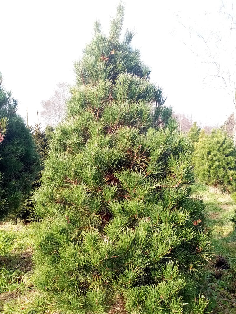 Galway Christmas Trees Xmas Trees Galway